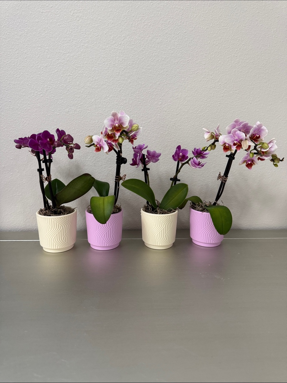 4 Trader Joe’s Mini Orchid Pots